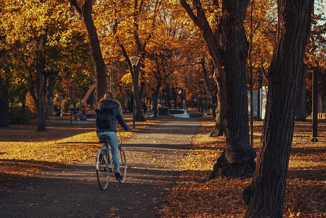 Zonnig fietspad door een bos